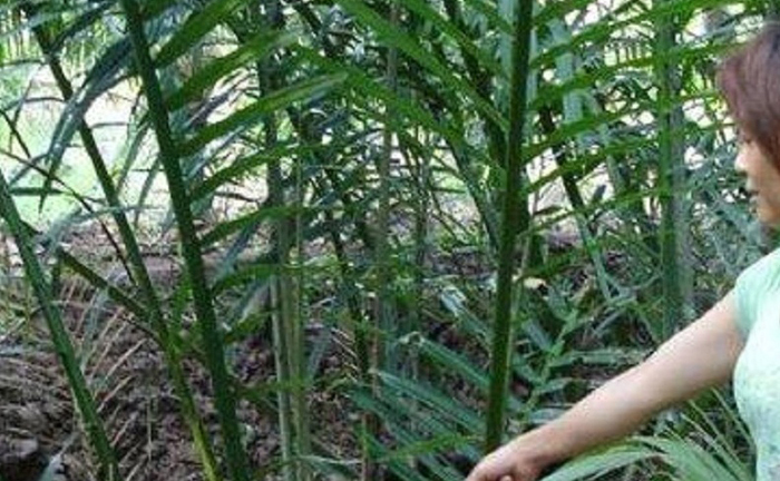 Giết người trong mộng đúng vào ngày lễ tình nhân