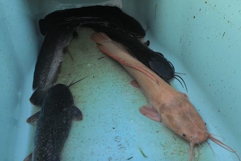 Người dân bắt được cá trê lạ trên sông Gài Gòn