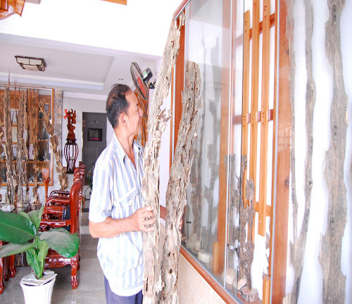 “Tỷ phú chân đất” nuôi kiến tạo trầm hương thu hàng chục tỷ