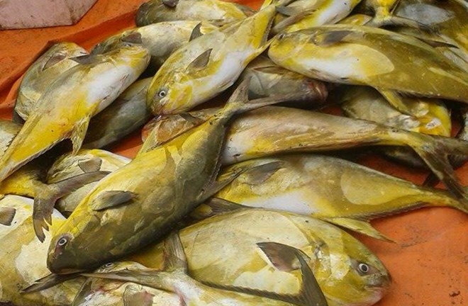 Đầu năm mới ngư dân trúng mẻ cá két, bán được 400 triệu đồng