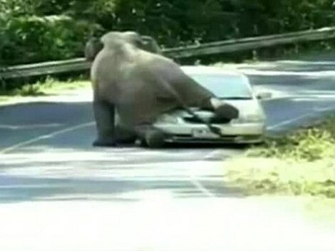 Ngỡ ngàng chú voi xông ra đường, nhảy lên nóc xe ôtô 