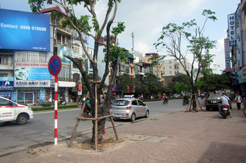 Đầu tư 3,5 tỷ đồng thay thế nhiều cây xanh trên các phố Hà Nội