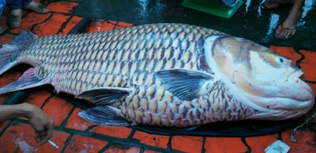 Vĩnh Long: Bắt được cá hô vàng nặng 130kg