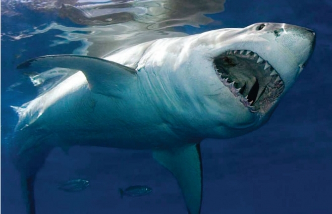 Mạo hiểm với nghề câu “cọp biển” ở Hoàng Sa