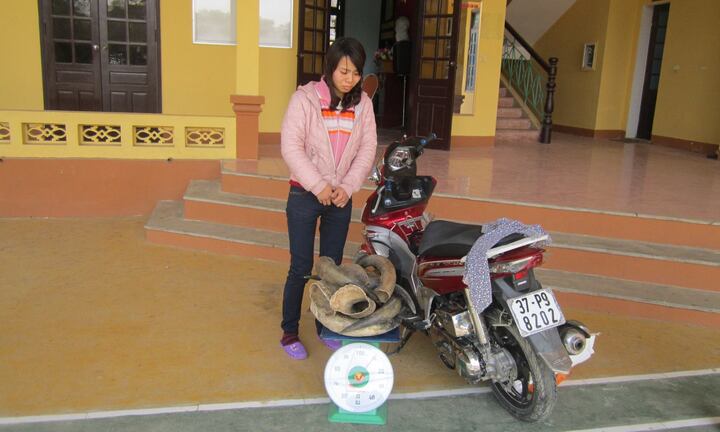 Nghệ An: Bắt thiếu nữ vận chuyển hàng chục kg sừng bò tót