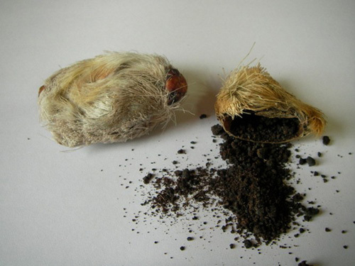 7 chiêu tránh thai kỳ dị và độc ác của những phụ nữ thời xưa