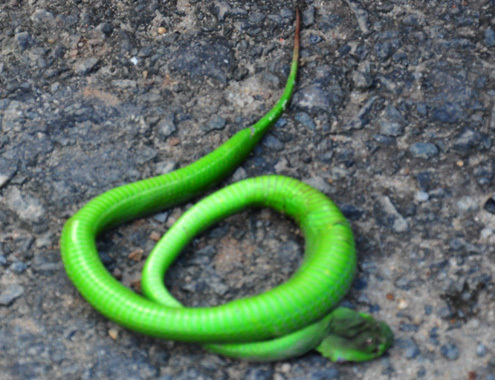 Bắt được rắn lục đuôi đỏ dài 70 cm ở Đà Nẵng