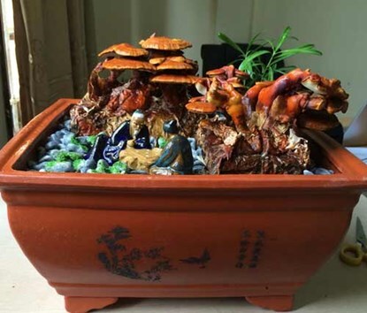 Nấm linh chi bonsai giá bạc triệu: “Cây độc” chơi Tết