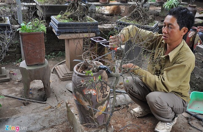 Mai trắng chơi tết ở Hà Nội giá 10 triệu đồng/cành