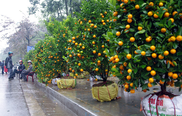 Cách chọn cây quất đẹp rước lộc vào nhà