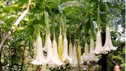 Cảnh báo loài hoa 