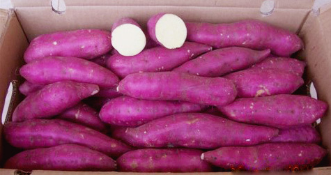 Khoai lang tím Nhật ế