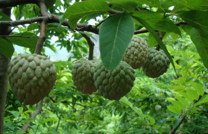 Thương lái Trung Quốc thu mua ồ ạt những gì trong 1 tháng qua?