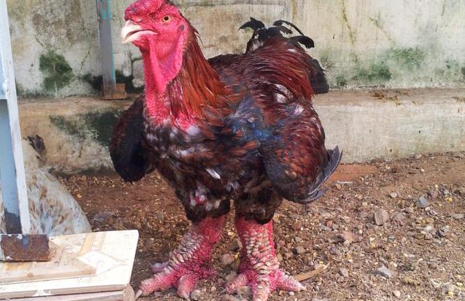 Chi hàng trăm triệu nuôi Gà Đông tảo chân khủng bán Tết 2015