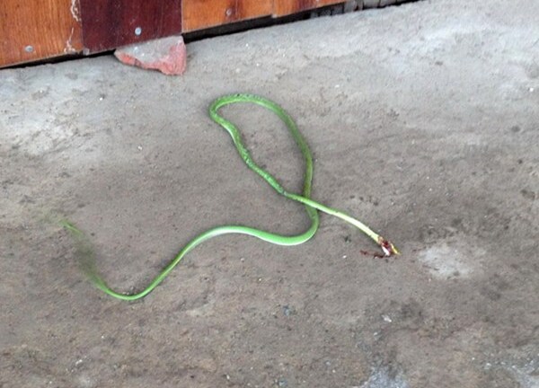 Hoảng hồn rắn lục đuôi đỏ nấp dưới yên xe đạp bò ra cắn người