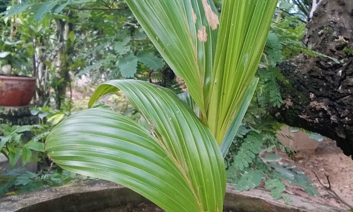 Chuyện lạ: Hai cây dừa cùng mọc lên từ một quả khô