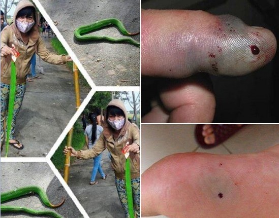 Rắn lục đuôi đỏ: Con vật đáng sợ nhất năm 2014