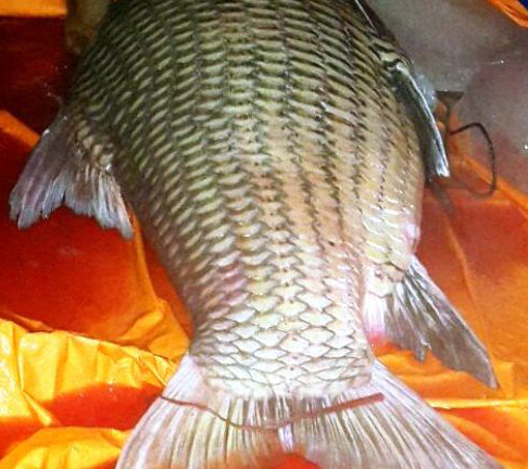 Ngư dân miền Tây lại bắt được cá hô