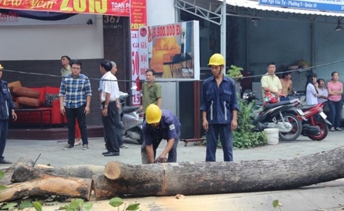 TP.HCM: Cành cây rơi xuống đất, cụ bà 81 tuổi nhập viện