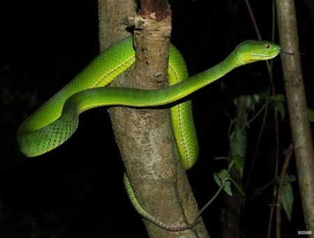 Nguyên nhân rắn lục đuôi đỏ xuất hiện nhiều bất thường