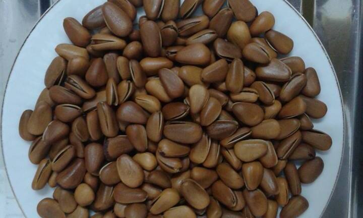 Người dân Hà Nội chi tiền triệu mua hạt cây 