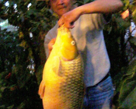 Người dân Lâm Đồng câu được cá chép vàng “khổng lồ”