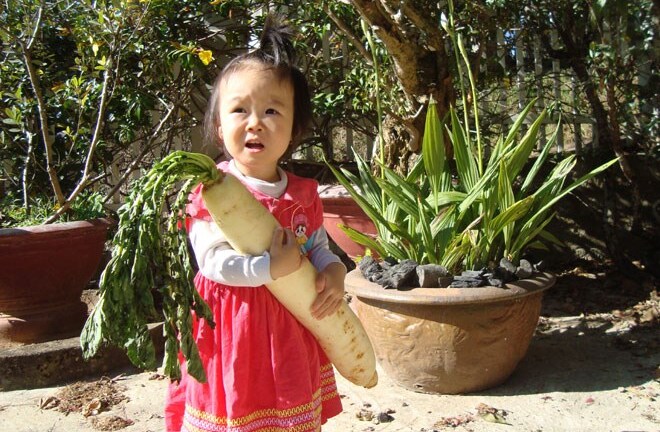 Phát hiện cặp củ cải trắng