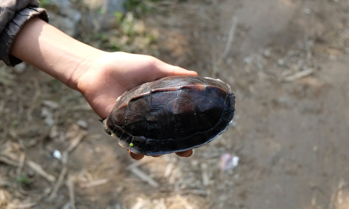 Đổ xô đi săn rùa lạ, hàng trăm người ra về tay trắng