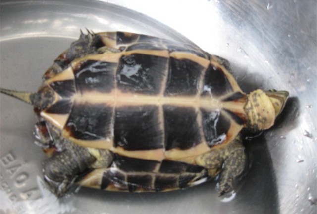 Phú Yên: Người dân ráo riết săn lùng rùa vàng giá trăm triệu