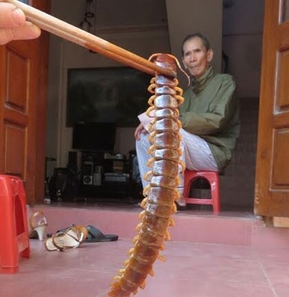 Hoảng hồn phát hiện rết 