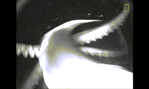 Video: Sốc với hình ảnh mực khổng lồ to ngang con người