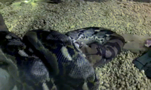 Video: Rợn người cảnh trăn siết chặt dê rồi từ từ nuốt chửng