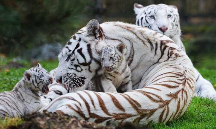 Video: Ngắm 4 chú hổ trắng mới sinh cực quý hiếm trên thế giới