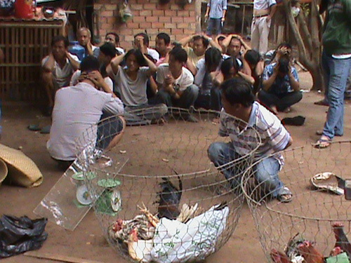 Gần 100 trinh sát tham gia phá trường gà, tạm giữ 53 con bạc