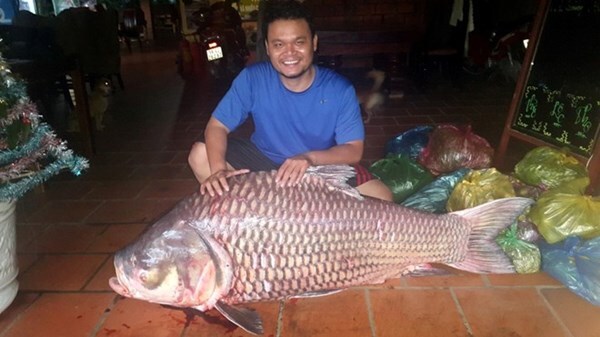 Cá hô “khủng” nặng 90 kg mắc lưới ngư dân miền Tây