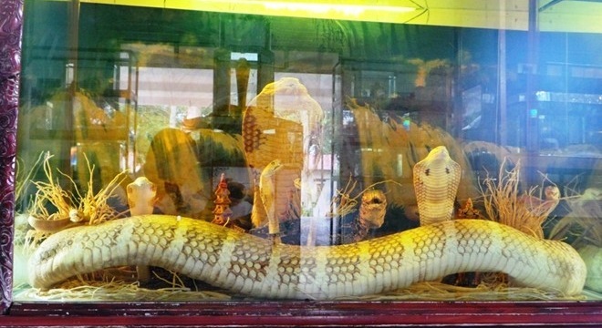 Cận cảnh những con rắn hổ mang chúa “khủng” ở Việt Nam