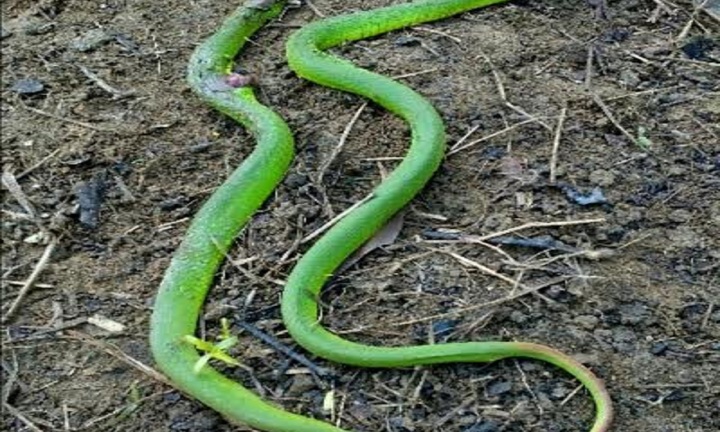 Hoảng hốt phát hiện 2 con rắn lục đuôi đỏ bò vào nhà