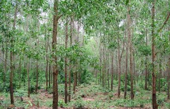 Khởi tố hai đối tượng thay nhau hãm hiếp bạn gái rồi đốt xác phi tang 