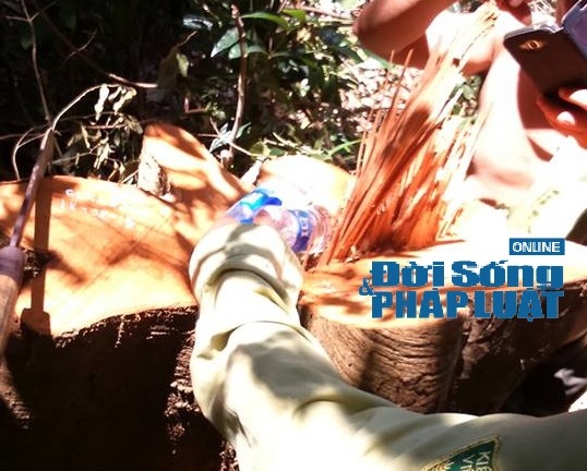 Vụ phá rừng Vũ Quang: CQĐT vào cuộc, trạm trưởng bị cách chức