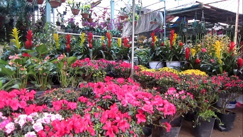TP Vinh: Nhộn nhịp cung đường hoa và cây cảnh đón Tết