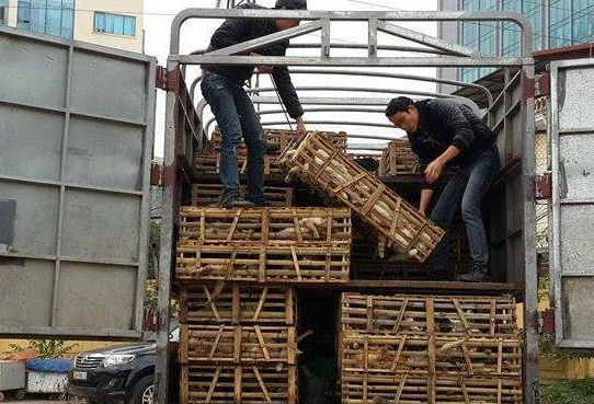 Hà Nội: Phát hiện 3 tấn mèo 