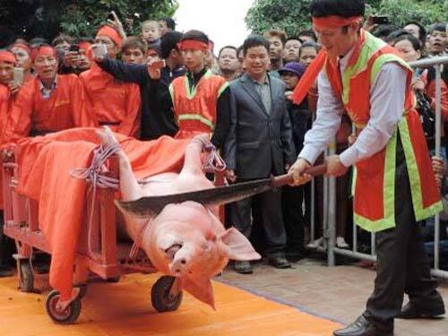 Bắc Ninh: Lễ hội chém lợn đổi thành lễ hội rước lợn?