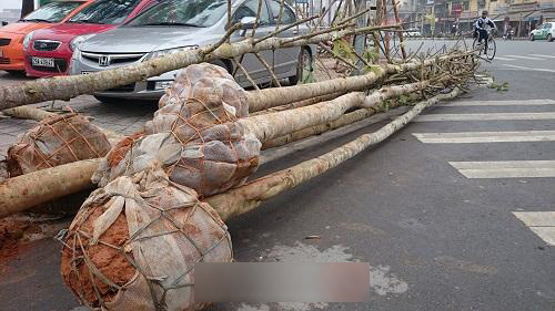 Chuyện thu mua vàng tâm ở Yên Bái với giá ngất ngưởng