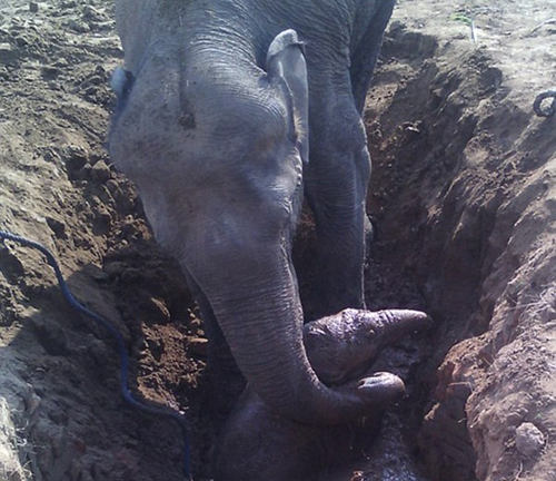 Cảm động voi mẹ “vật vã” suốt 11 tiếng cứu voi con khỏi giếng bùn