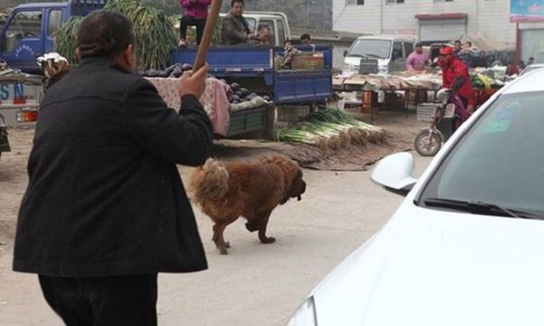 Hi hữu: Kiện hàng xóm đòi bồi thường vì đánh chó gãy chân