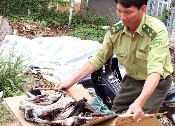 Lâm Đồng: Liên tiếp phát hiện voọc chà vá chân đen bị giết hại