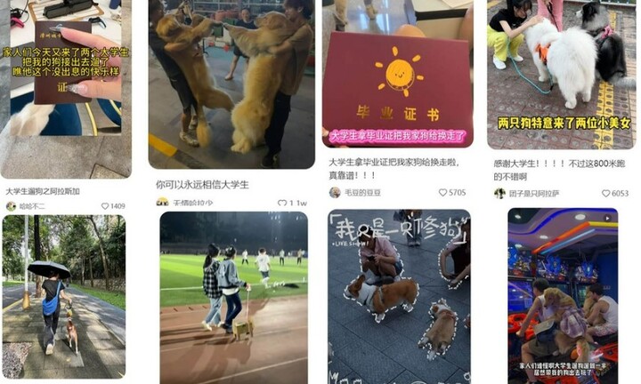 Nghề dắt chó đi dạo thu hút sinh viên đại học ở Trung Quốc 