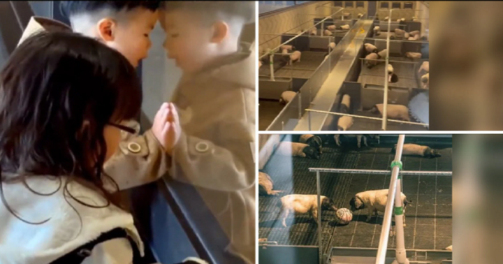 Du khách phải bỏ ra hơn 1.000 USD để có thể ngắm heo ở Trung Quốc 