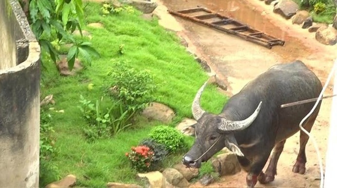 Chạy khỏi lò mổ, trâu đực húc 5 người bị thương, phá hư nhiều tài sản
