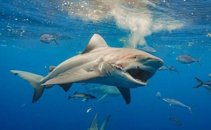 Phát hiện nhiều cá mập tại Mỹ có biểu hiện lạ nghi do nuốt phải cocaine